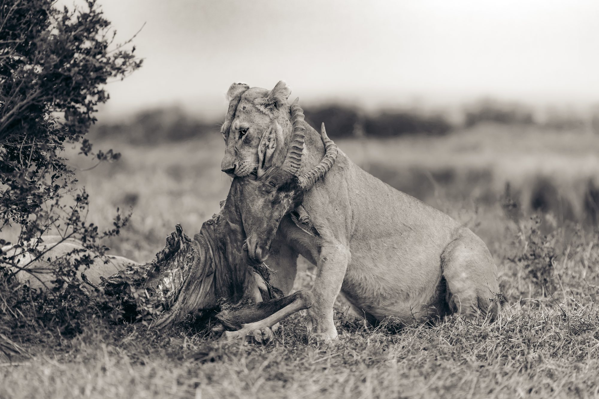 Lioness with a kill, black and white